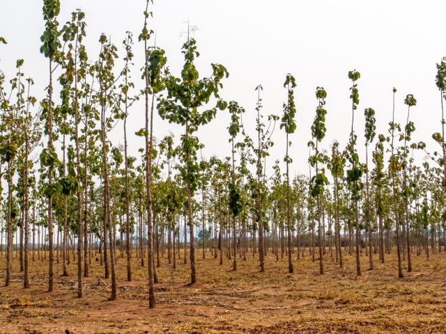 Teak (Tectona grandis) forest in Brazil