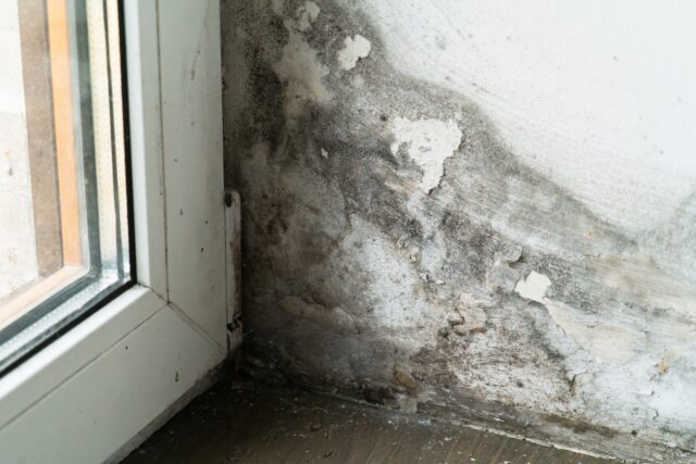 Dark mold patches are visible in the corner of a room near a window, indicating water damage and possible dampness problems, representing surveyor negligence.